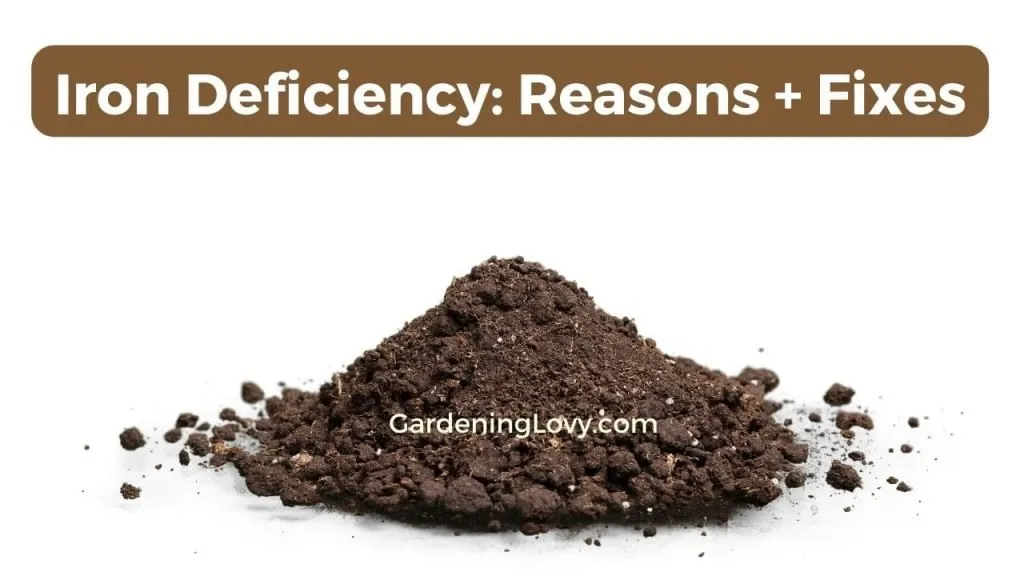 Quick Fixes Of Iron Deficiency in Soil