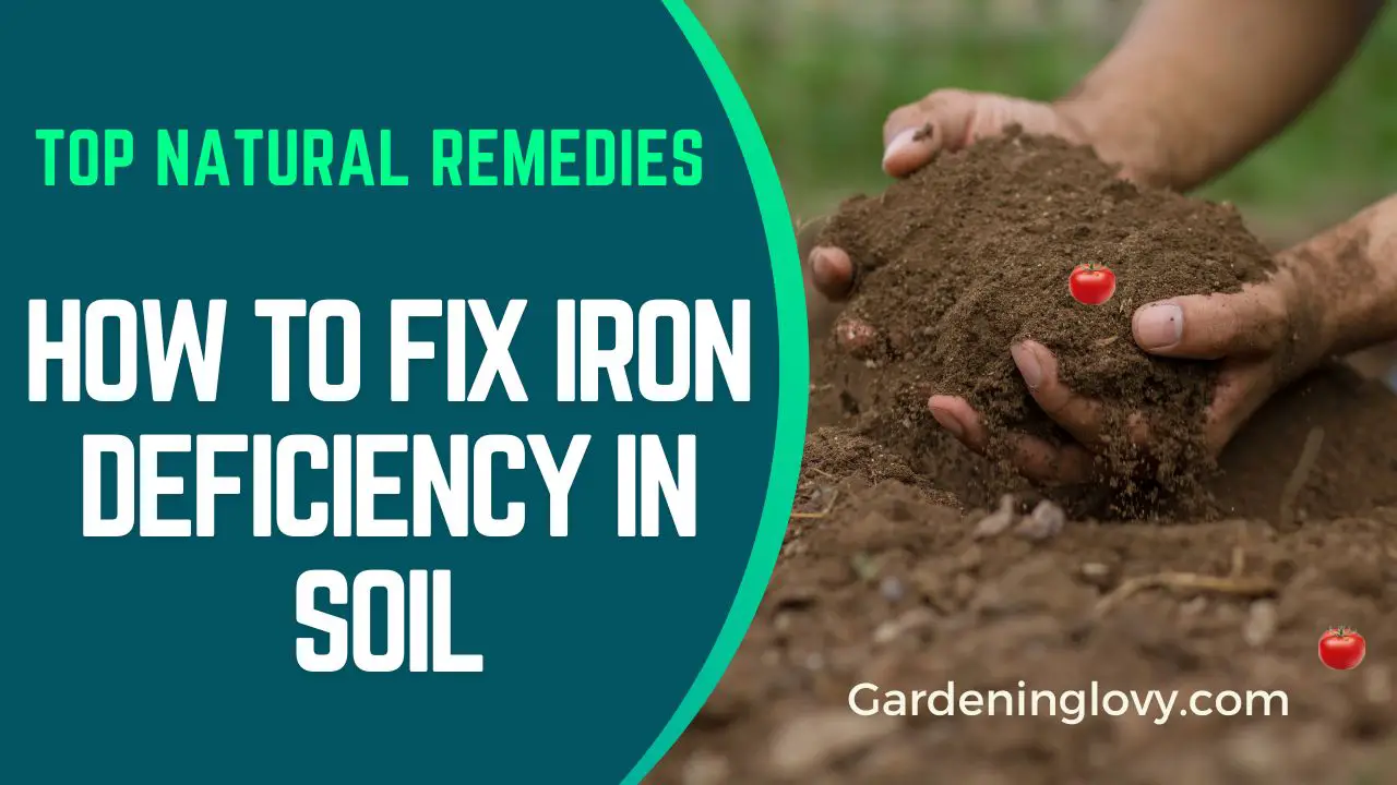 How to Fix Iron Deficiency in Soil