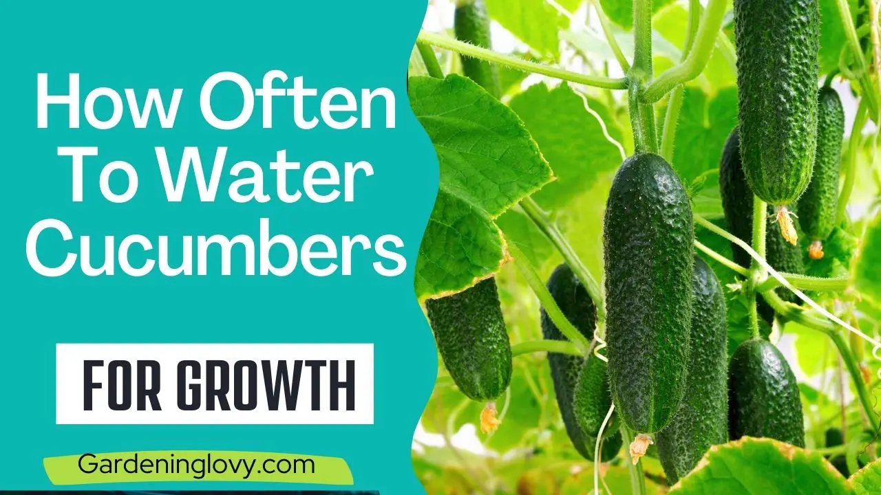 How Often To Water Cucumbers