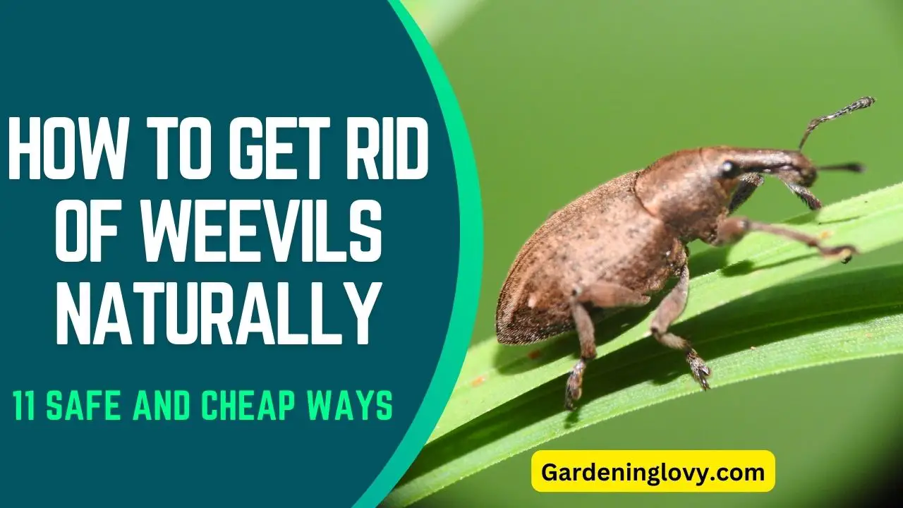 How to Get Rid of Weevils Naturally