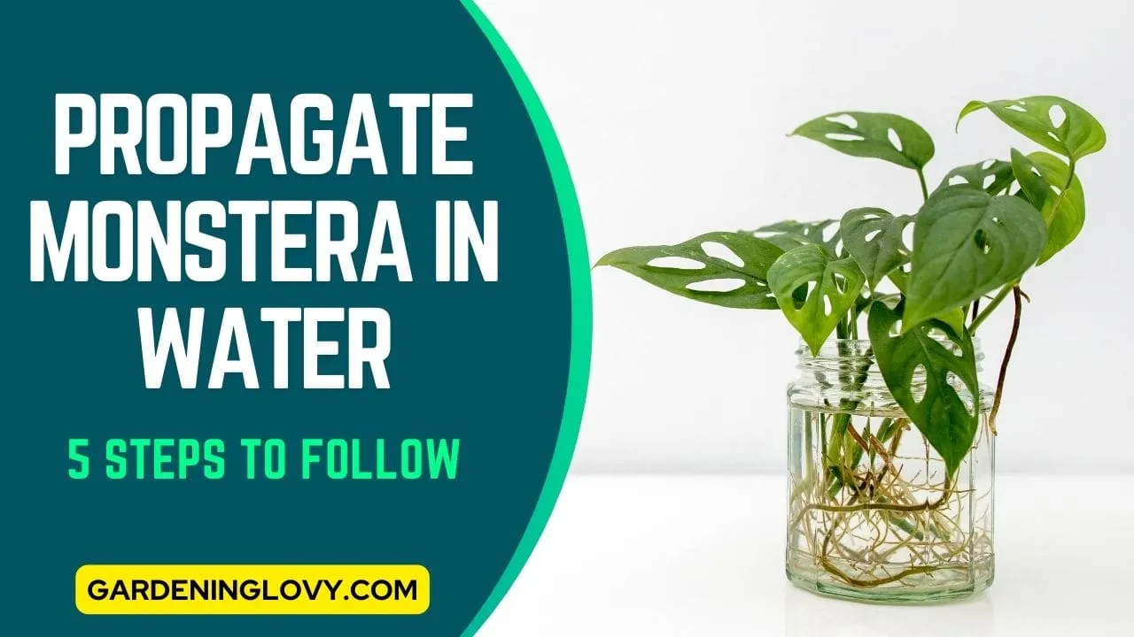 How To Propagate Monstera in Water