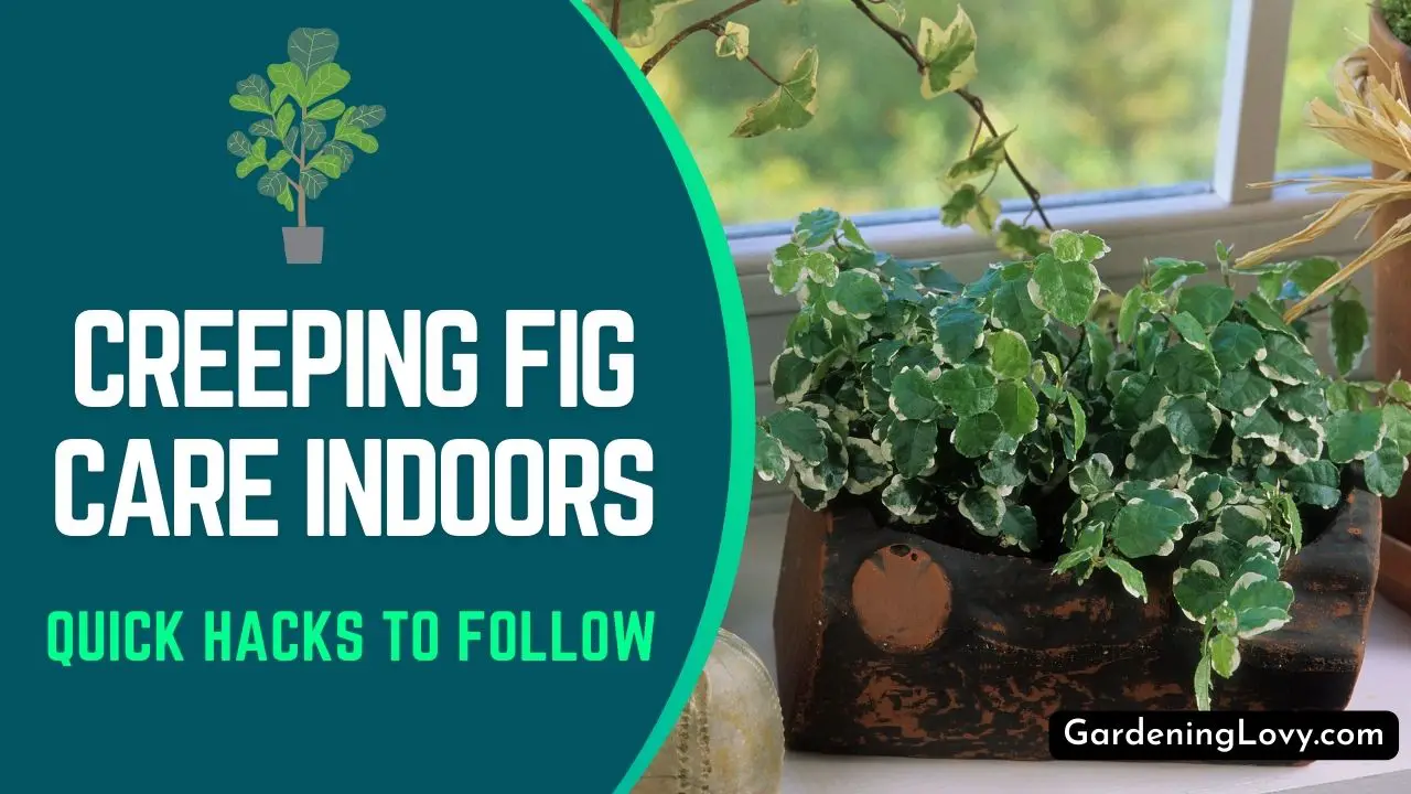 Creeping Fig Care Indoors [9 Easy To Follow Tips]