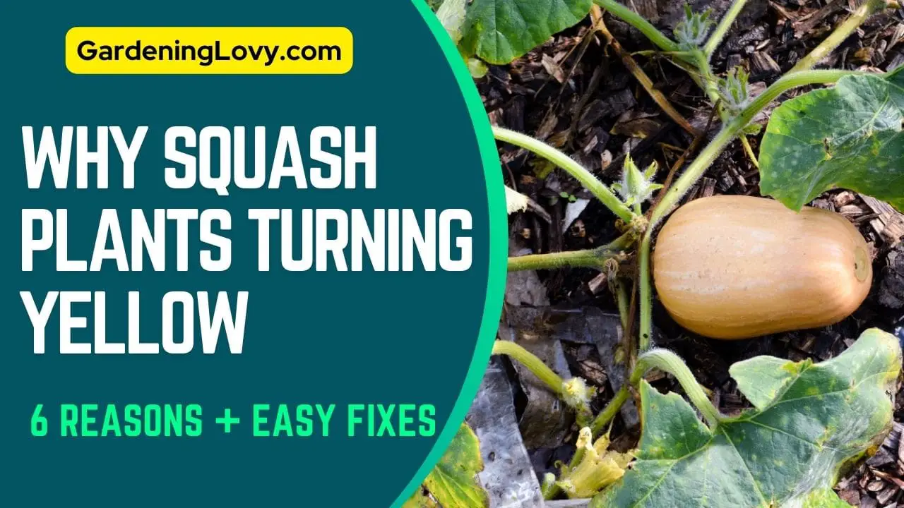 Why My Squash Plants Turning Yellow