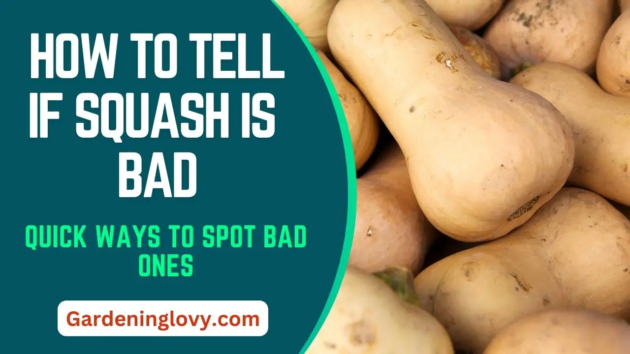 How To Tell If Squash Is Bad