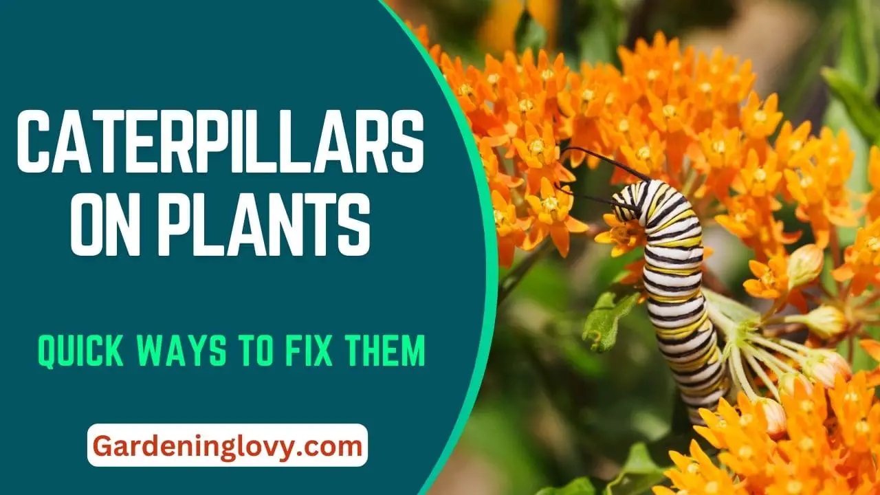 Caterpillars On Plants Fixes