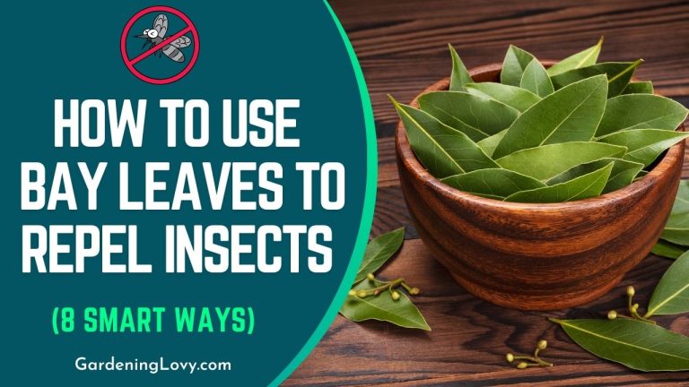 How to Use Bay Leaves to Repel Insects