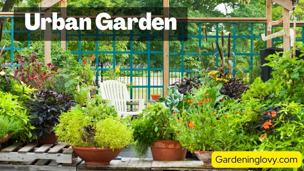 Create An Urban Gardening 