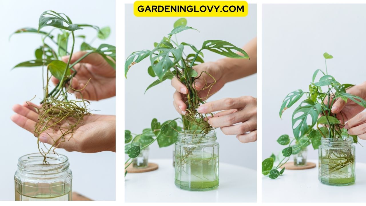 5-Step Guide To Propagate Monstera In Water Successfully