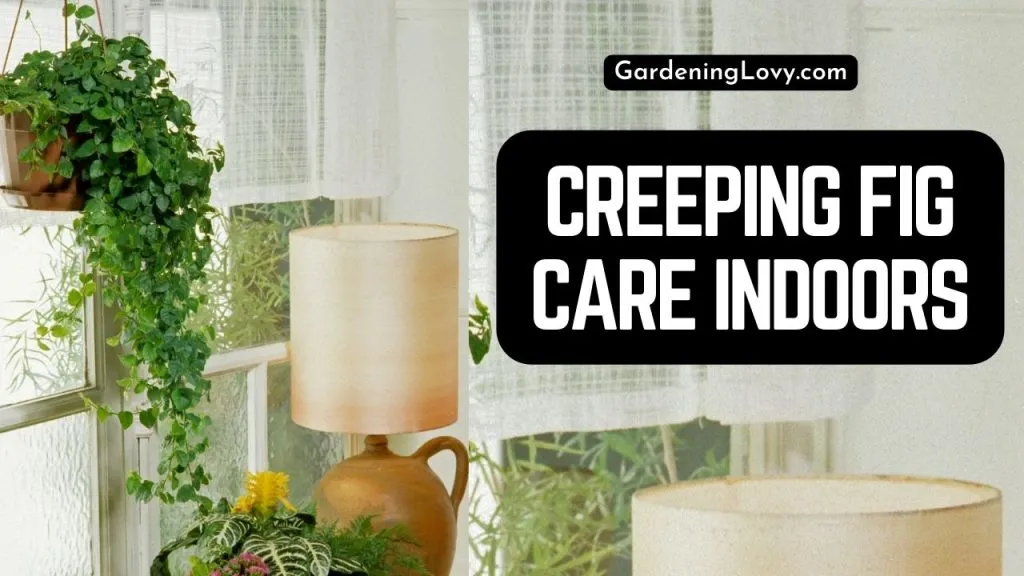 How To Care For Creeping Fig 