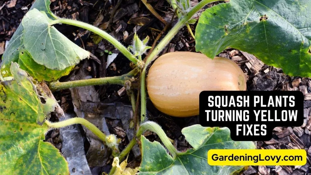 Why Squash Plants Turning Yellow [6 Reasons + Quick Fixes]