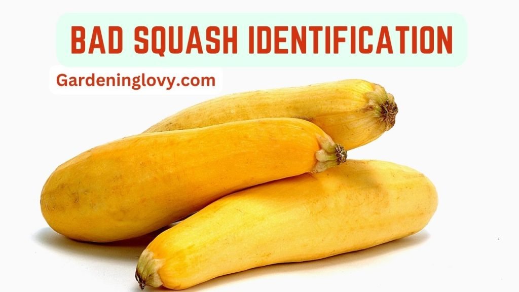 Bad Squash Identifications