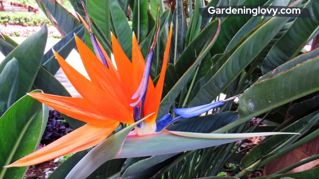 Caring for Newly Propagated Bird of Paradise