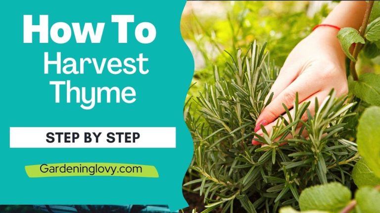 How to Harvest Thyme