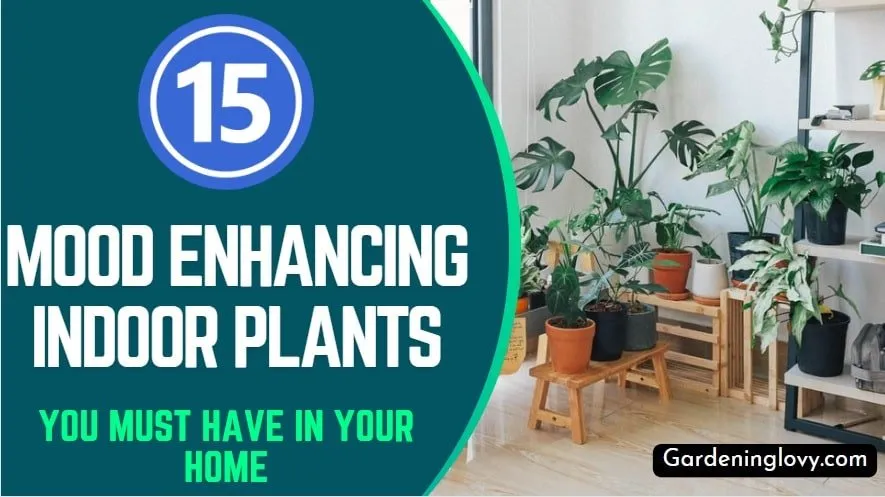 15 Mood Enhancing Indoor Plants You Must have