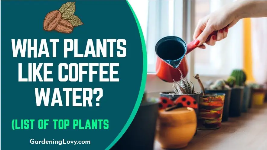 What Plants Like Coffee Water