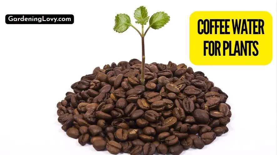 Coffee Grounds for Plant Growth