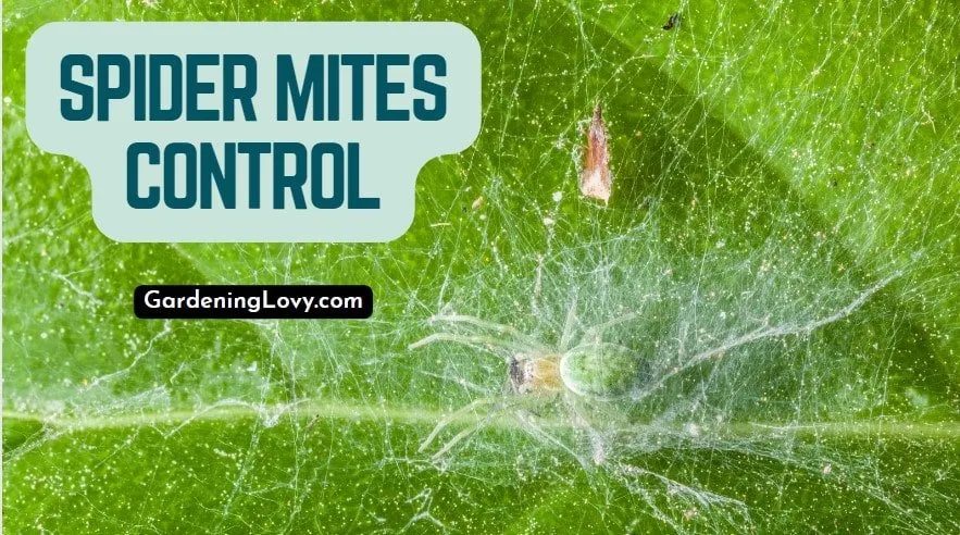 How to control Spider Mites naturally