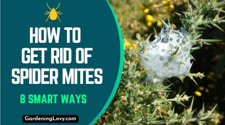 How To Get Rid Of Spider Mites