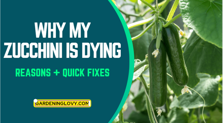 Why My Zucchini Is Dying