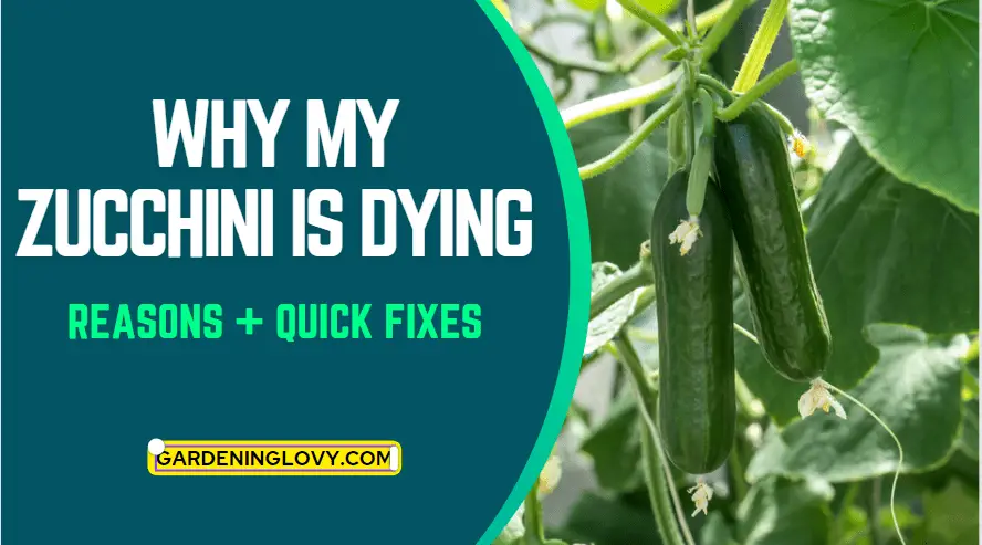Why My Zucchini Is Dying