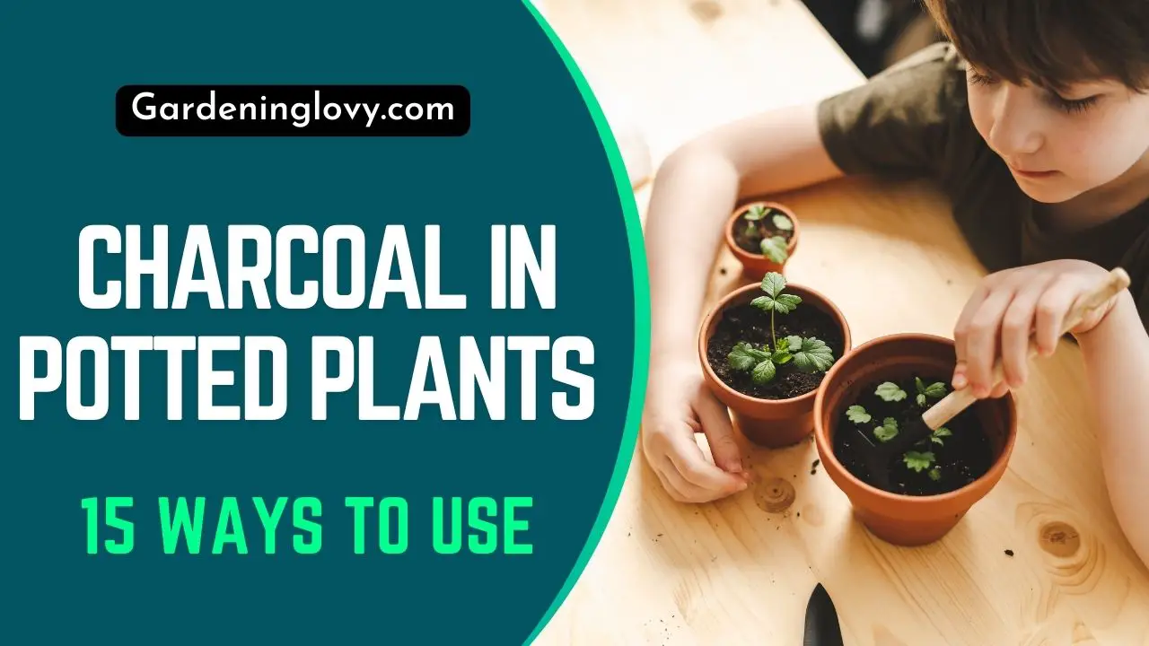 How to Use Charcoal in Potted Plants