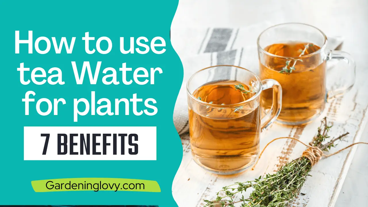 How to use tea Water for plants