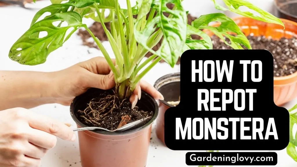 how to repot monstera adansonii