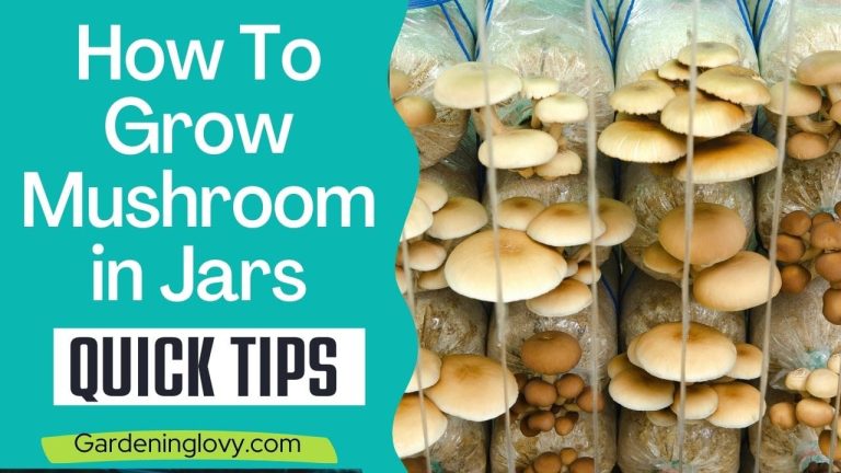 Growing mushrooms in bottles