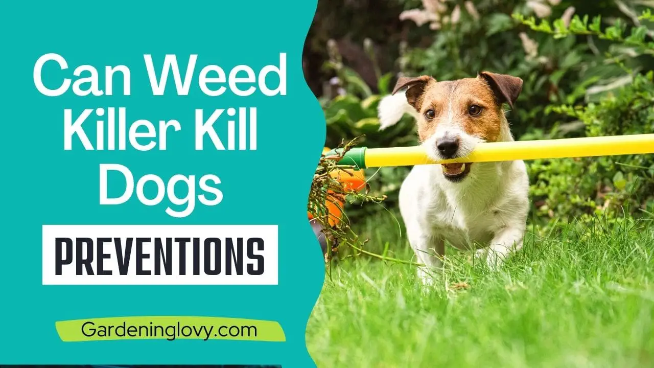 Can Weed Killer Kill Dogs