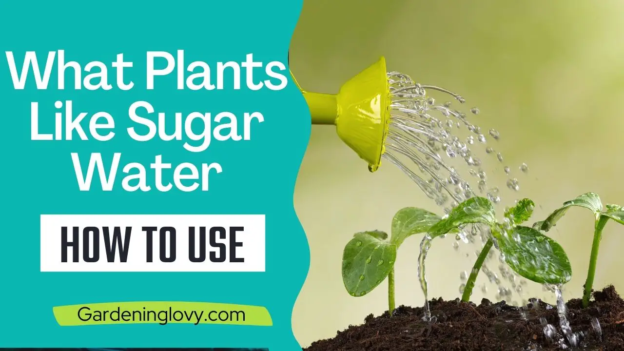 What Plants Like Sugar Water