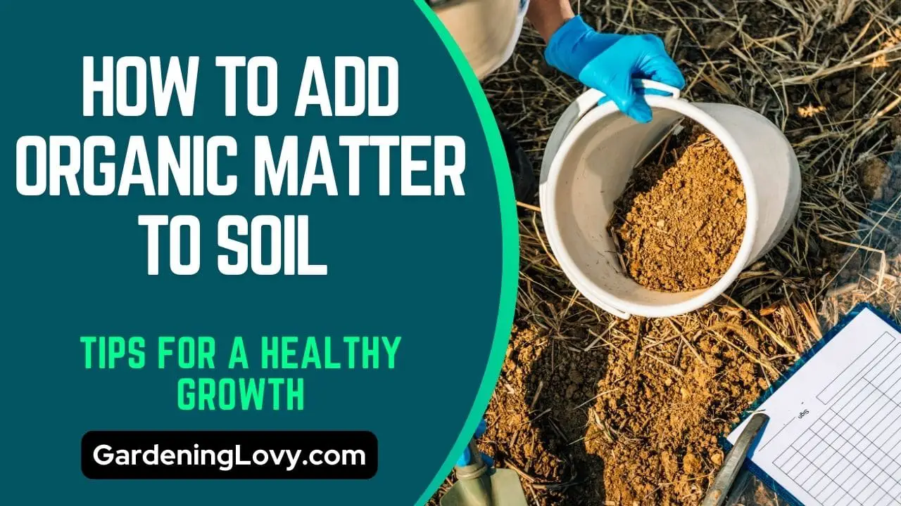 15 Adding Organic Matter To Soil Tips For a Healthy Growth