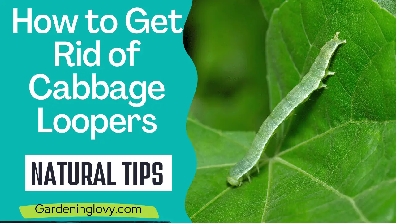 How to Get Rid of cabbage Loopers