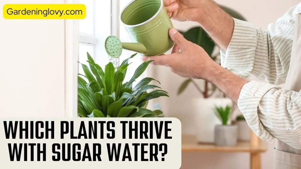 What Plants Like and Need Sugar Water