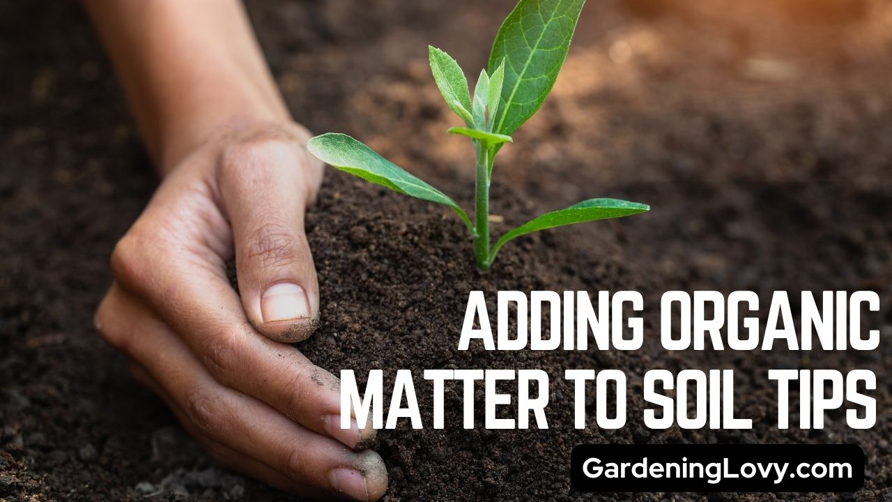 15 Adding Organic Matter To Soil Tips For A Healthy Growth