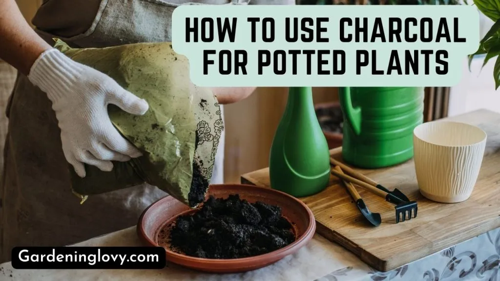 Uses Of Charcoal in Potted Plants
