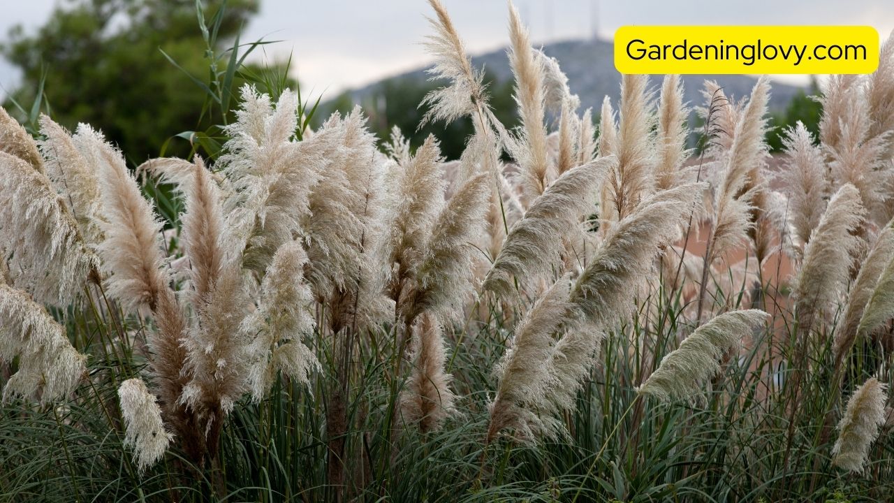 How To Fluff Pampas Grass Without Sun 6 Maintaining Tips