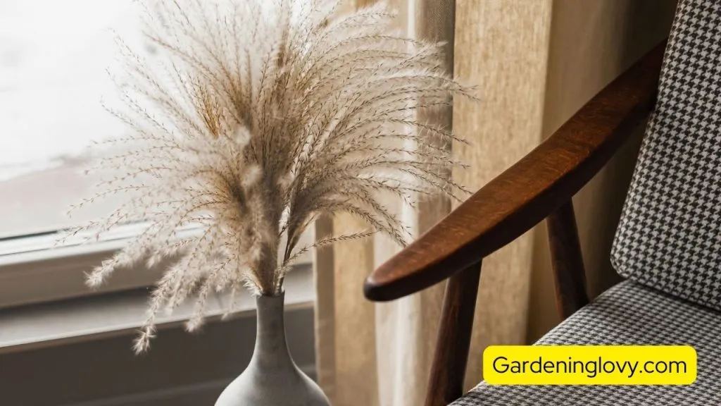 How To Fluff Pampas Grass without Sun Light