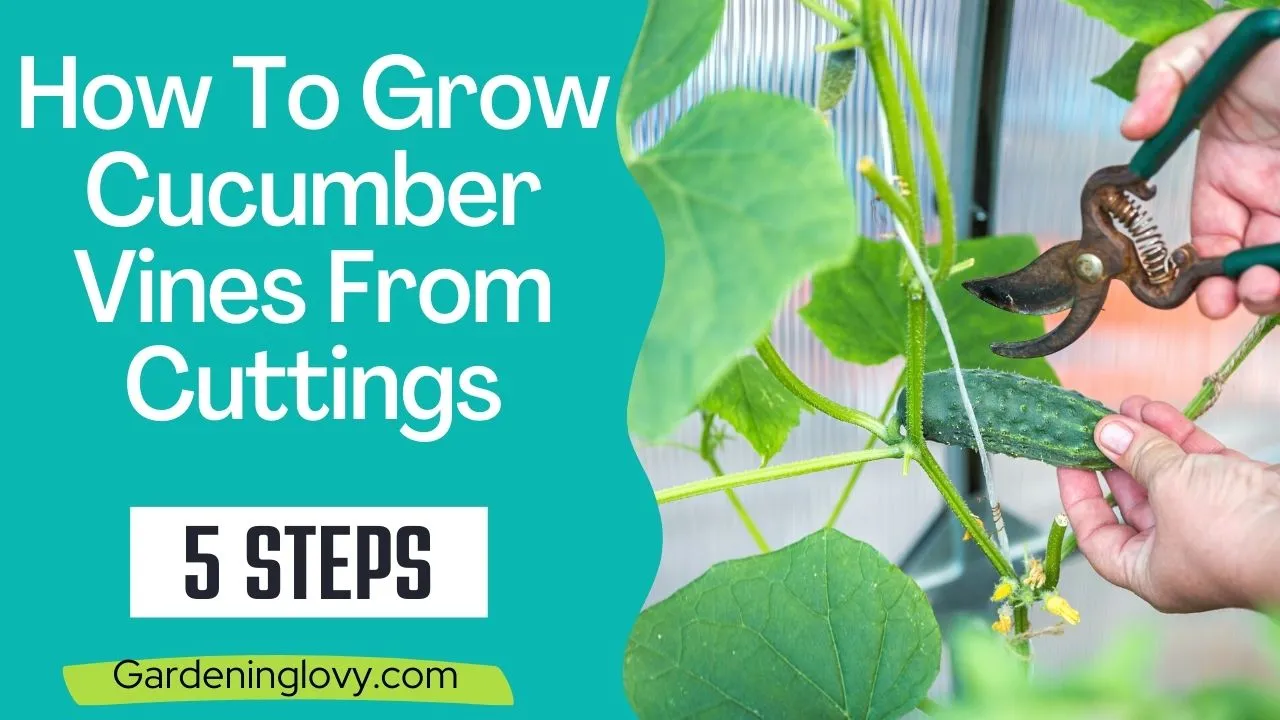 How To Grow Cucumber Vines From Cuttings