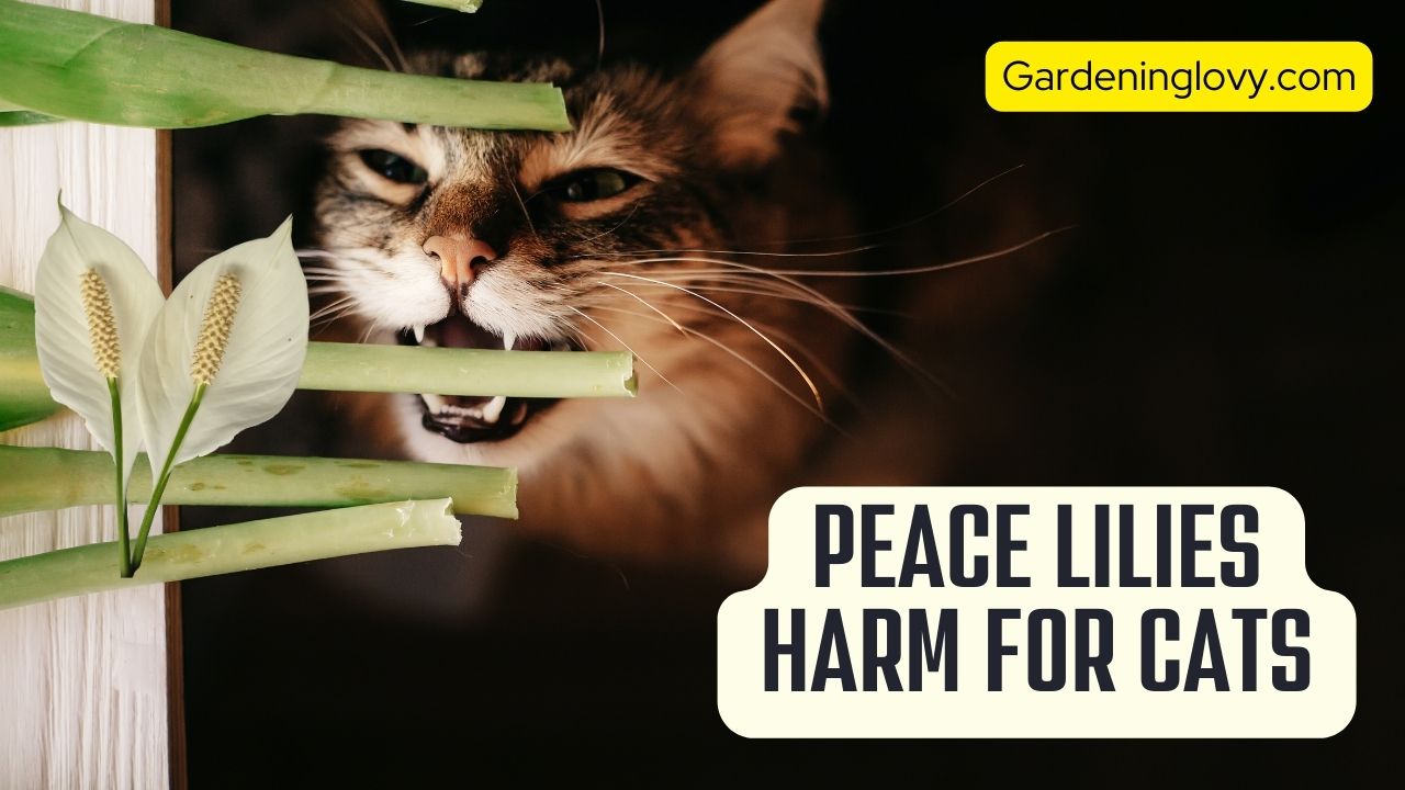 Are Peace Lilies Toxic To Cats [Symptoms + 5 Solutions]
