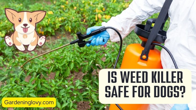 Cannabis Use And Pets Photo Inspiration