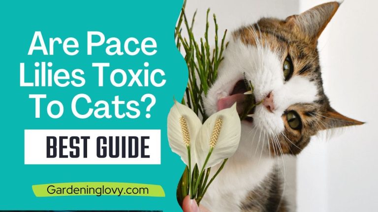 Are Peace Lilies Toxic To Cats? Quick solutions