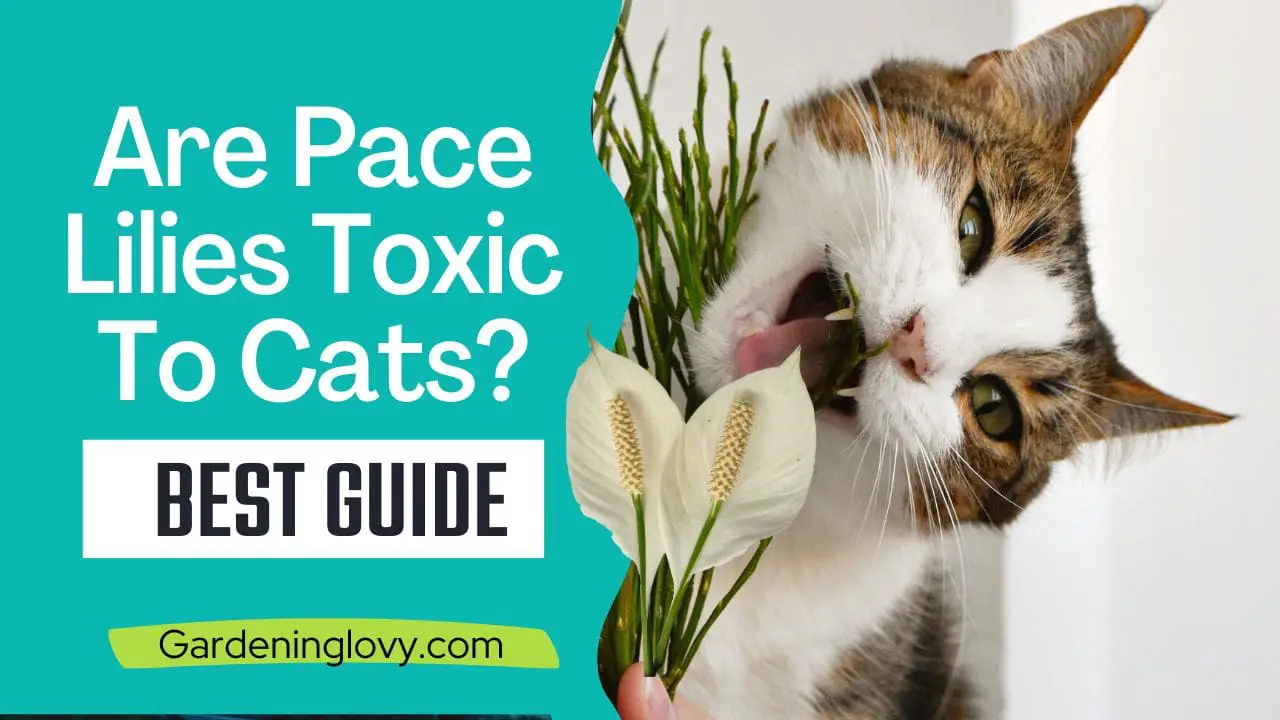 Are Peace Lilies Toxic To Cats? Quick solutions