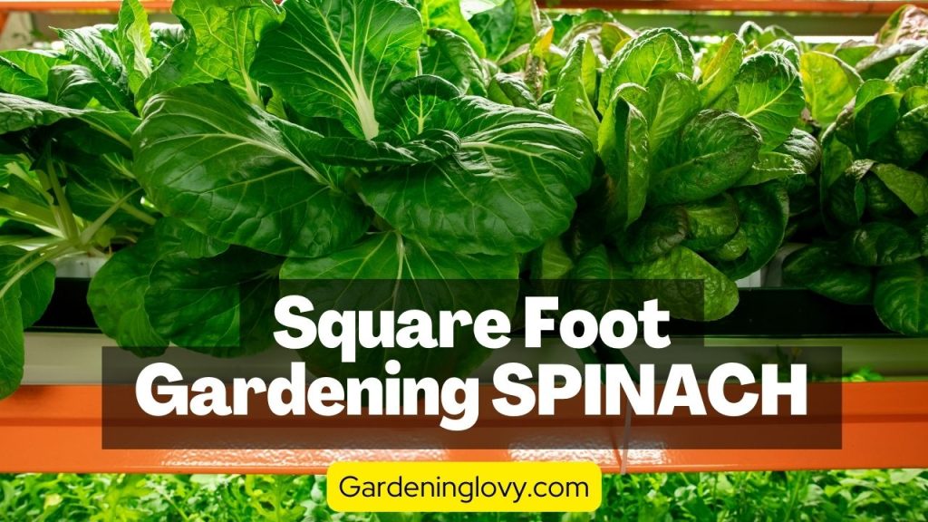 Square Foot Garden for Spinach