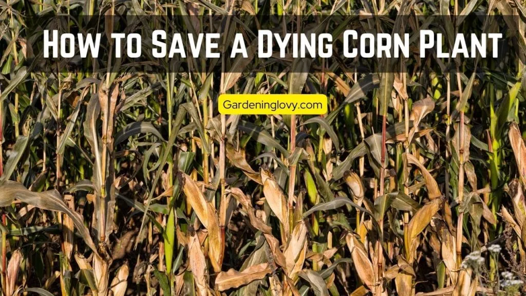 Why Are Your Corn Plants Dying