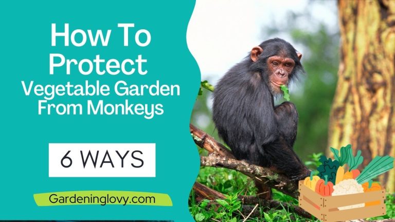 Protect Vegetable Garden from Monkeys