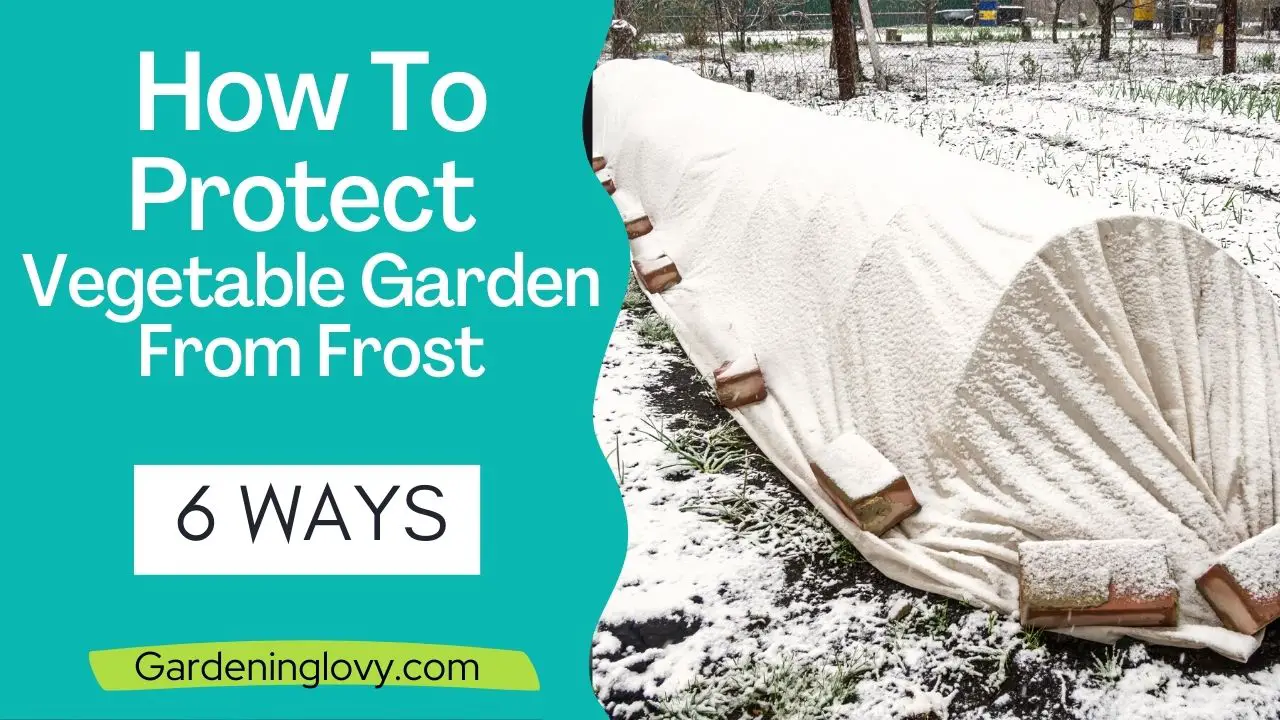 how to protect plants from frost damage