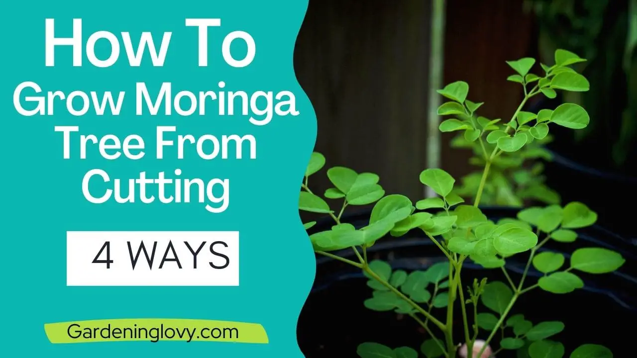 How To Grow Moringa Tree From Cutting