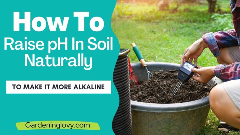 How To Raise PH In Soil Naturally