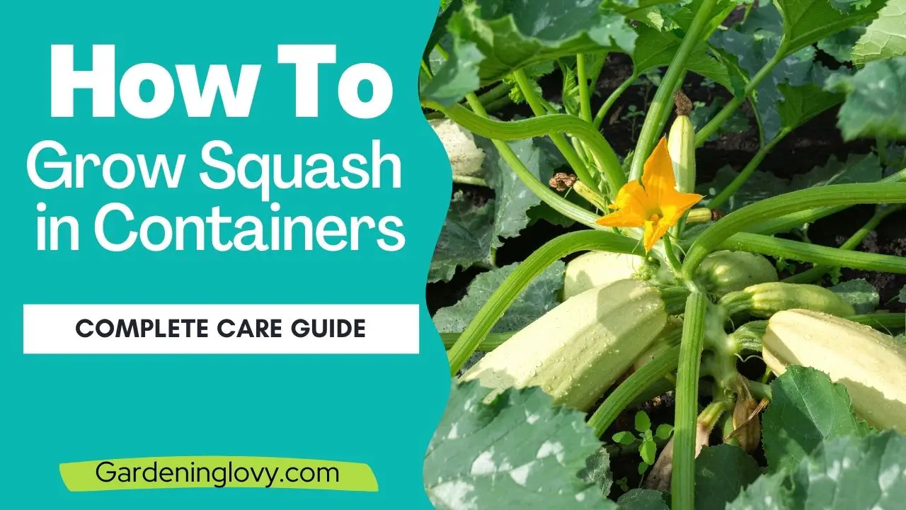 Growing Squash in Containers Step By Step