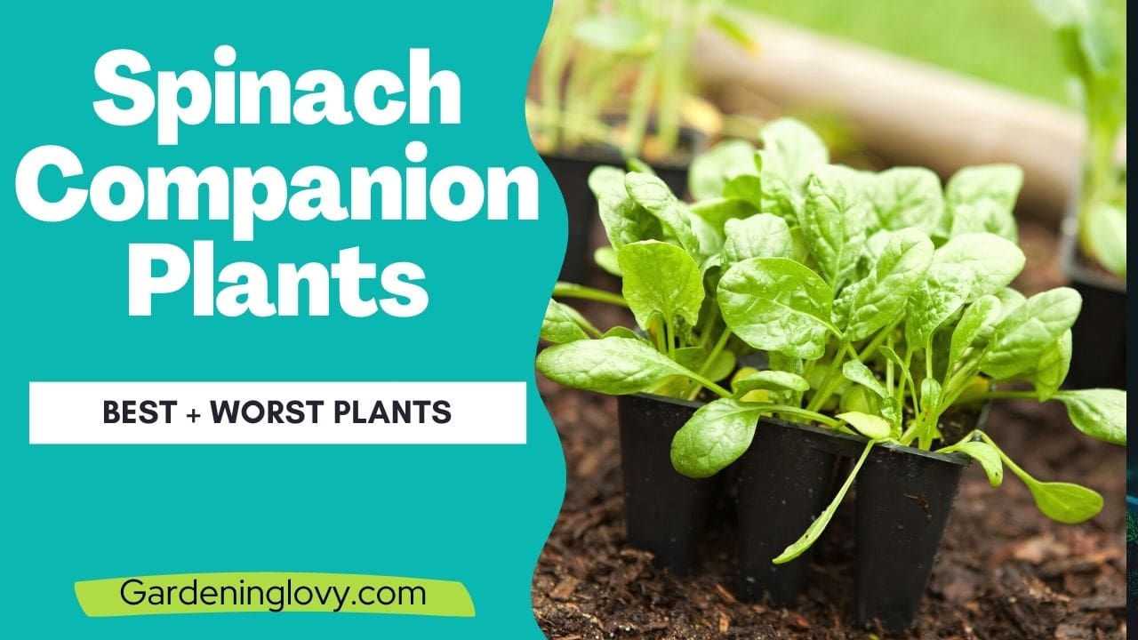 Spinach Companion Plants List